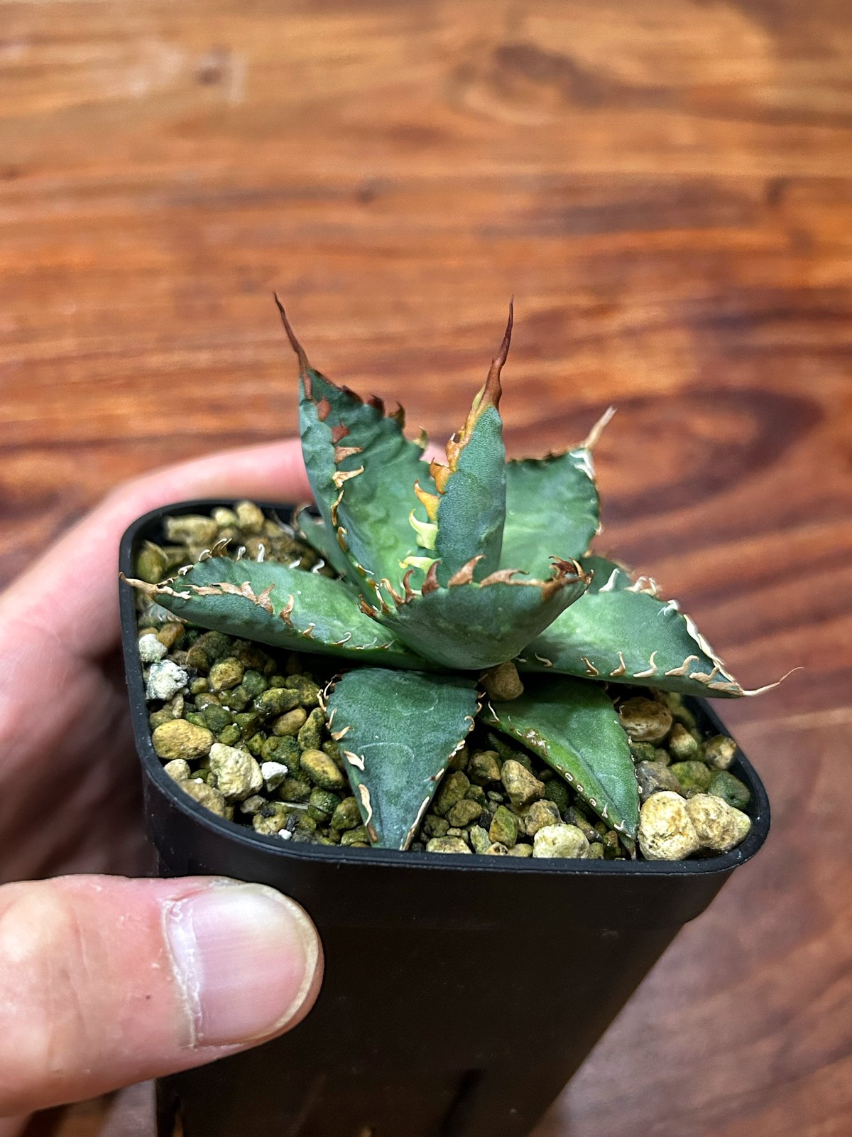 アガベ エボリスピナBB 妖炎BB 良型選抜個体 | アガベ専門店 Heart plants.