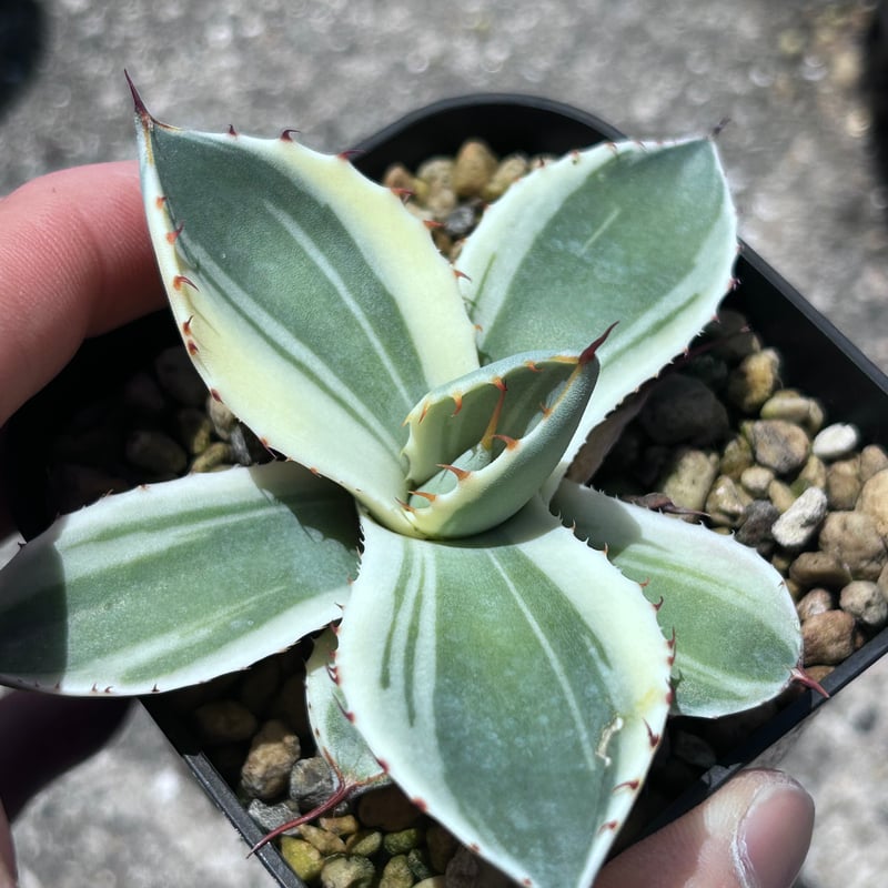 アガべ パリー オリザバ 子株 発根済み | アガベ専門店 Heart plants.
