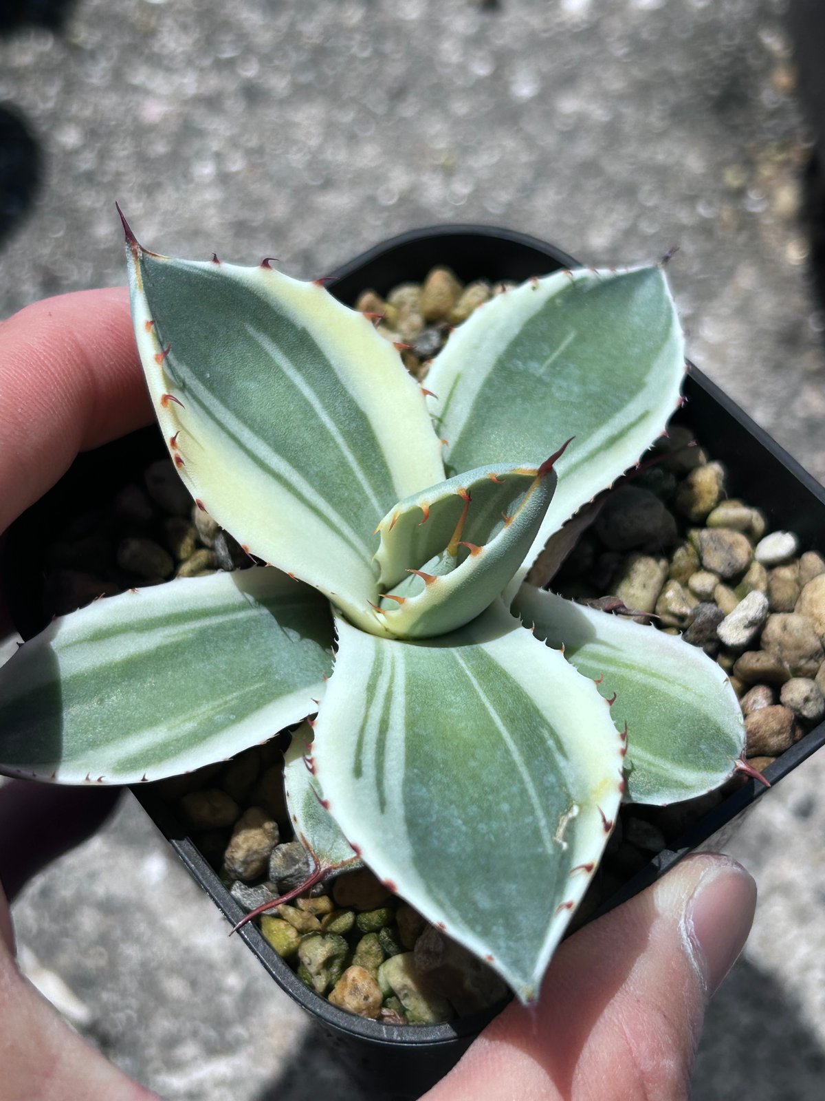 アガベ　オリザバ 20260424 アガベ・パリー（オリザバ）｜（芽）-002｜ agave parryi var