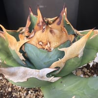 アガベ 超ブツブツ裏棘 特選キシロナカンサ | Heartplants アガベ 超ブツブツ裏棘 特選キシロナカンサ | Heartplants