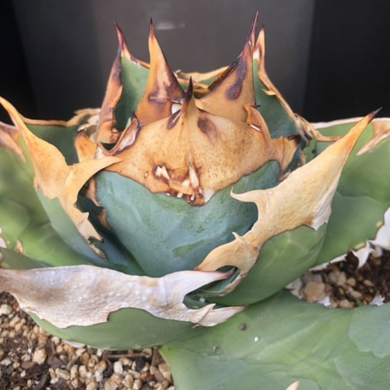 アガベ クラウンイーグル 冠鷲 発根済み | Heartplants アガベ クラウンイーグル 冠鷲 発根済み | Heartplants