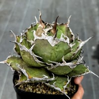 アガベ Cg01 追星 ムチムチ子株 | アガベ専門店 Heart plants.