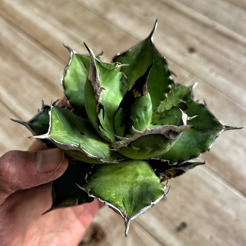 アガベ オアハカオテロイ 肉厚個体 | Heartplants