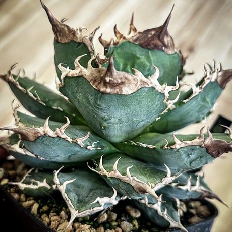 Heartplants