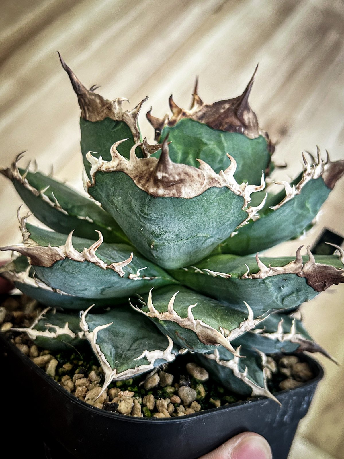 アガベ オテロイ