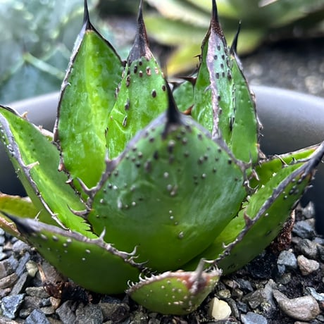 CATEGORY Agave | Heartplants