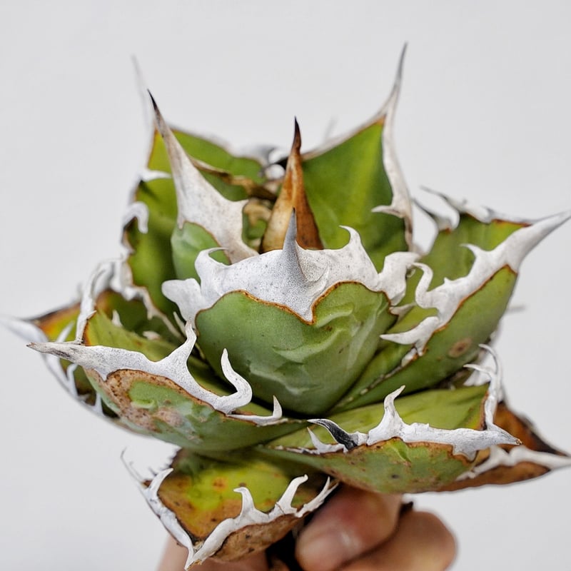 アガベ chocolatekiss 功克力之吻 台湾輸入株 アガベ チョコレートキス - メルカリ