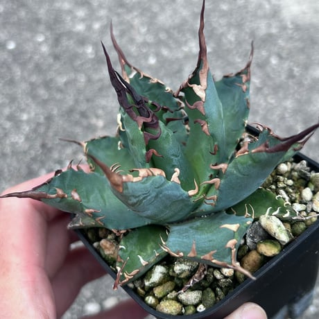 CATEGORY Agave | アガベ専門店 Heart plants.