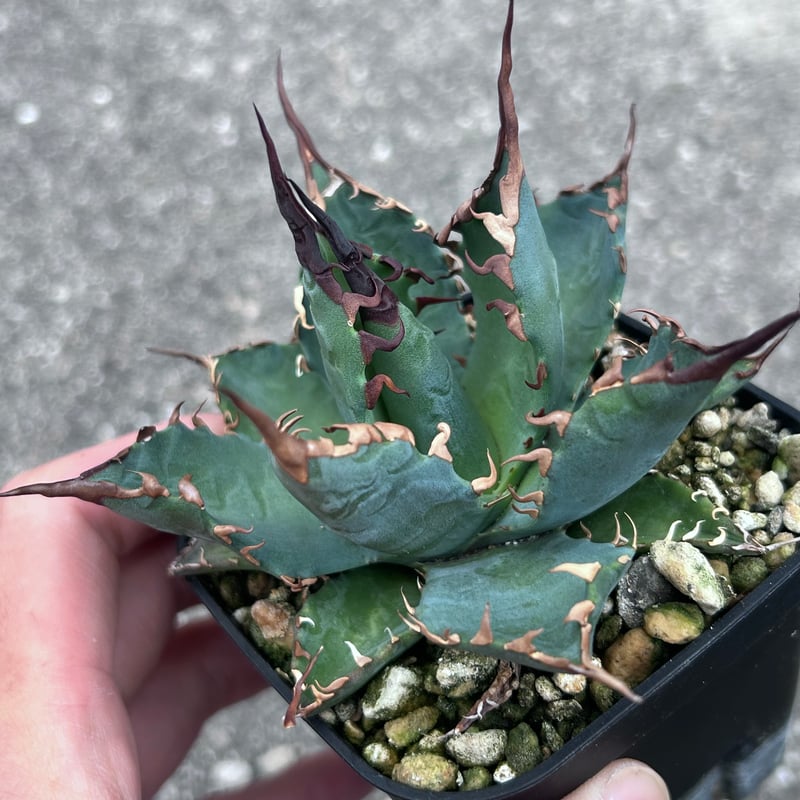 アガベ 妖炎BB ハイブリッド 青葉 | アガベ専門店 Heart plants.