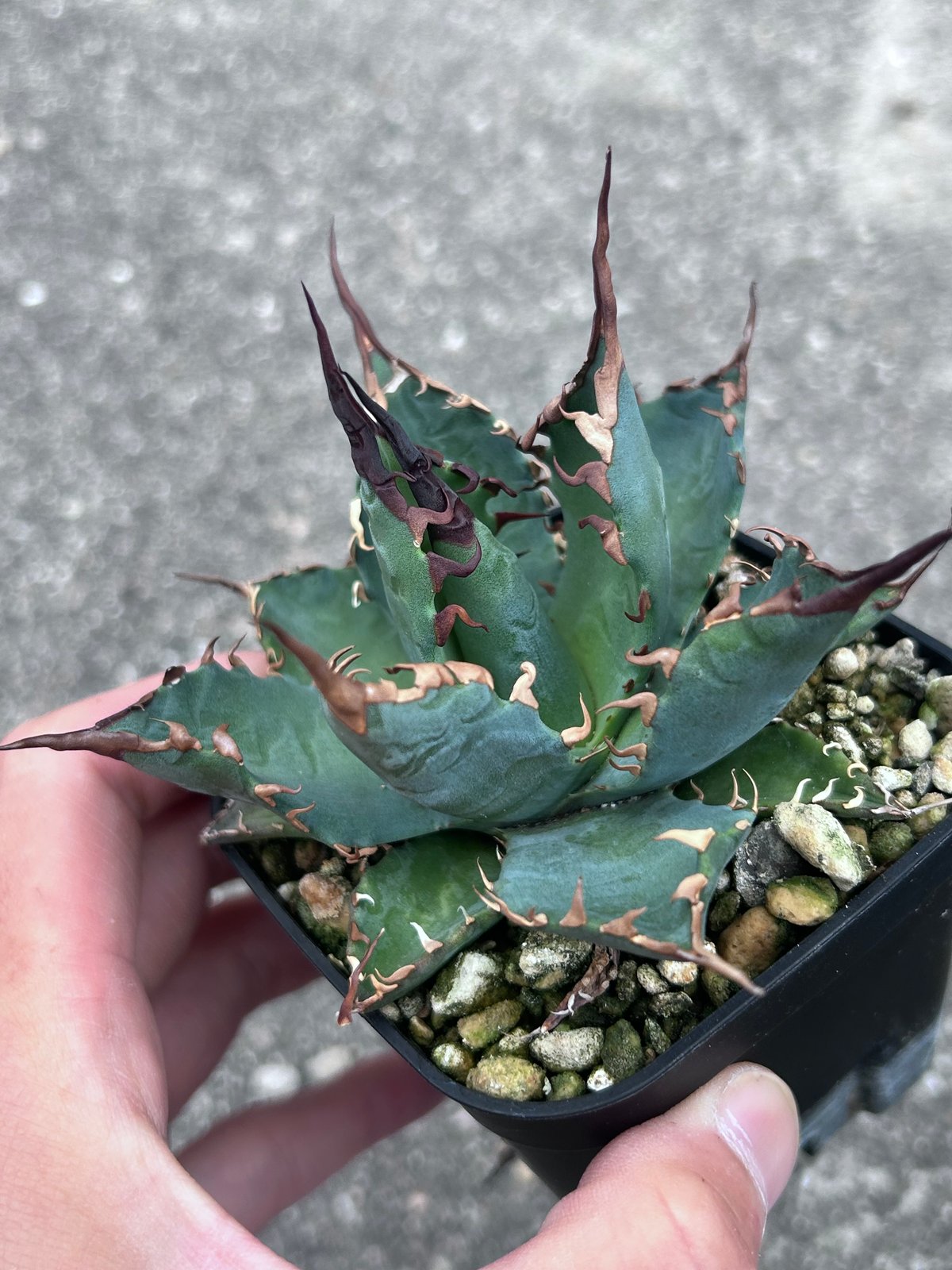 アガベ 妖炎BB ハイブリッド 青葉 | アガベ専門店 Heart plants.