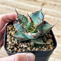 アガベ 特選極厚トップ ブルー チタノタブルー実生 | Heartplants