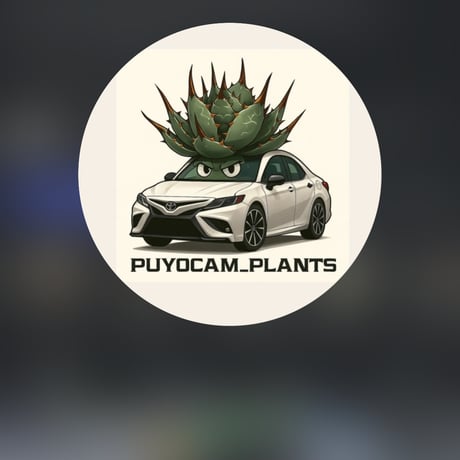 CATEGORY Agave | アガベ専門店 Heart plants.