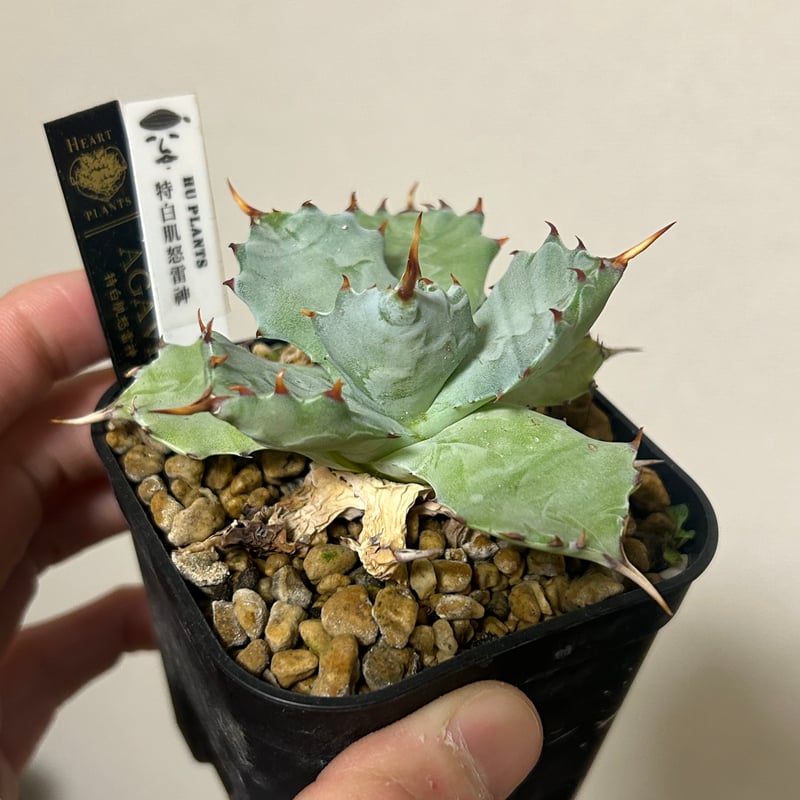 アガベ 特白肌（怒雷神×甲蟹）子株 発根済み huplantsタグ付き
