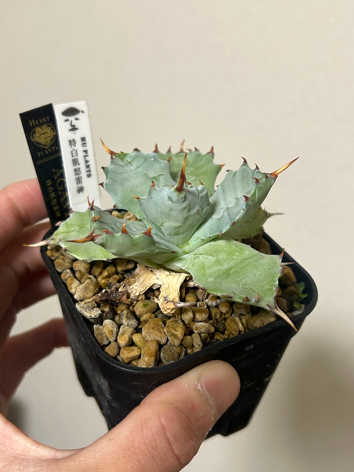 アガベ 特白肌（怒雷神×甲蟹）子株 発根済み huplantsタグ付き