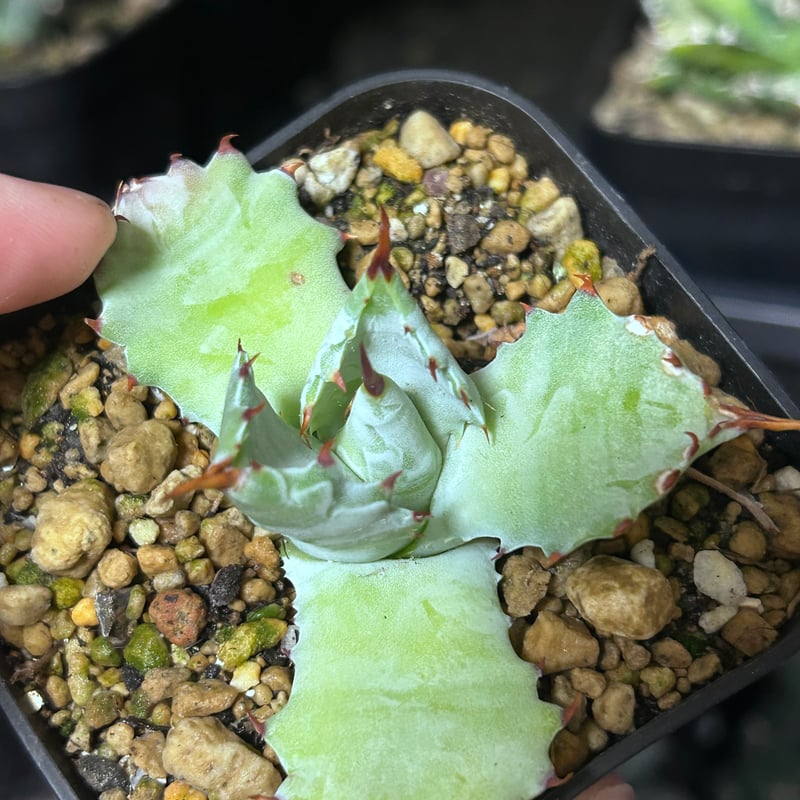 アガベ 特白肌（怒雷神×甲蟹）子株 発根済み | アガベ専門店 Heart plants.