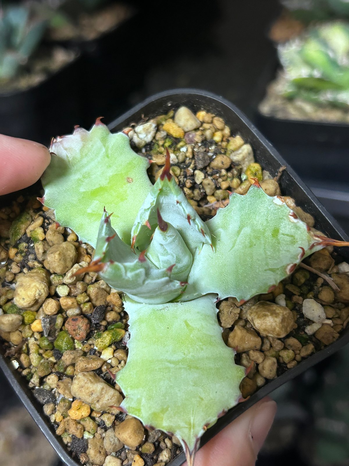 アガベ 特白肌（怒雷神×甲蟹）子株 発根済み | アガベ専門店 Heart plants.