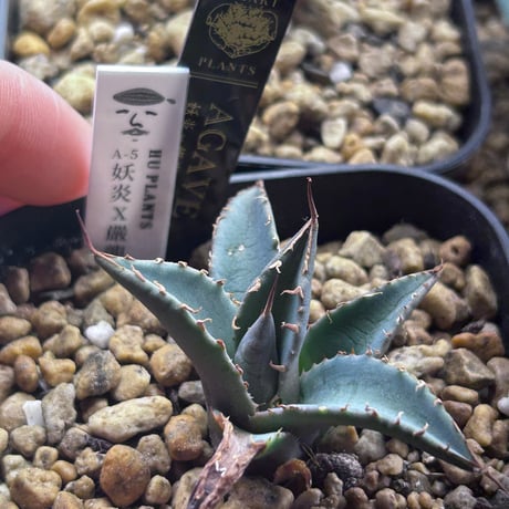 商品 | アガベ専門店 Heart plants.