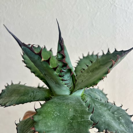 アガベ　（ポタトラム"スポーン"×イシス）×オテロイ