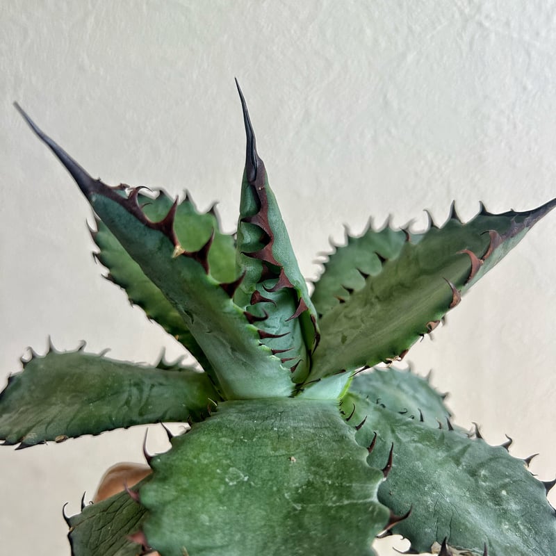 アガベ　ポタトラム　スポーン大株 アガベ ポタトラム ”スポーン” agave potatorum 