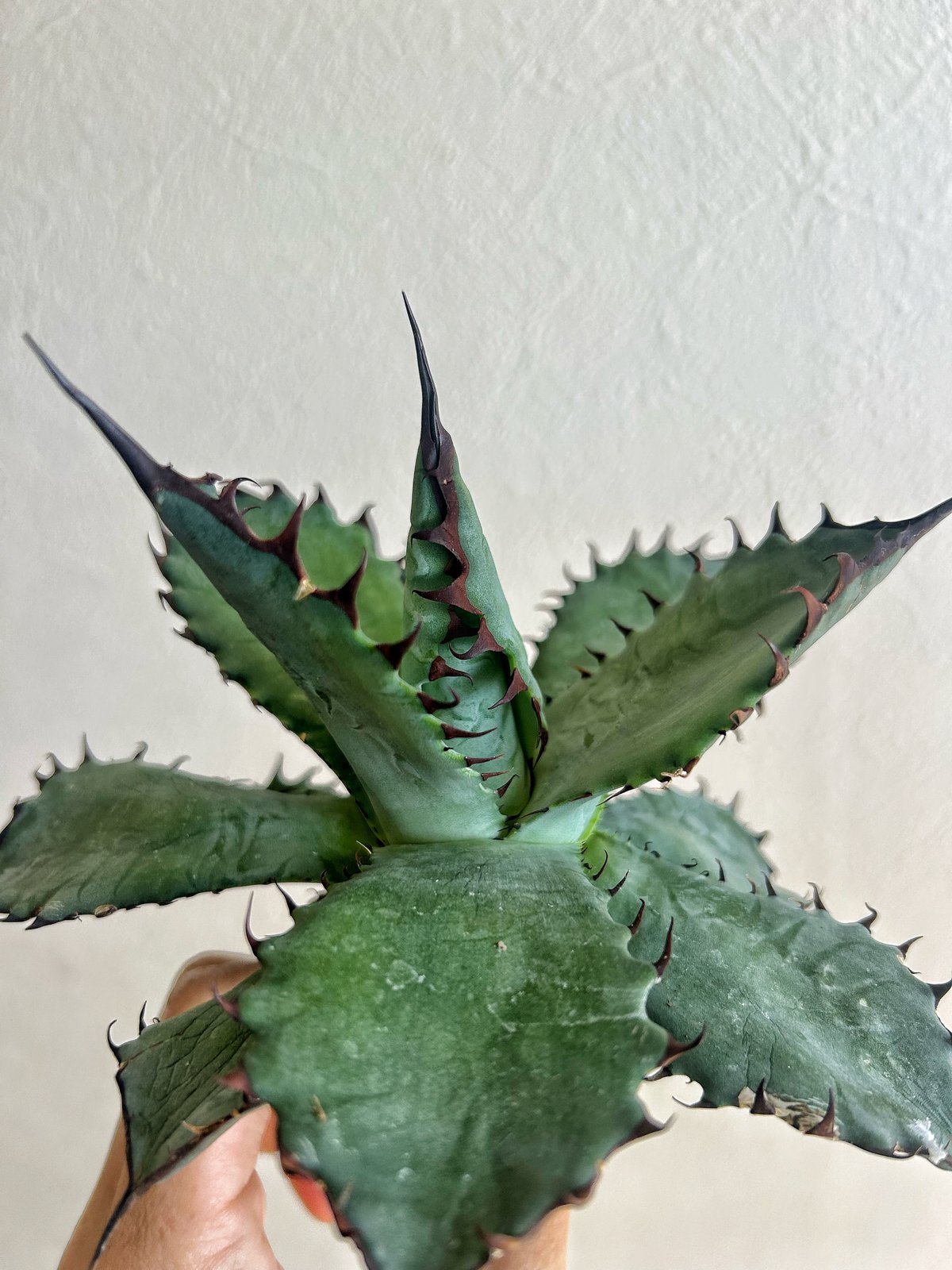 アガベ （ポタトラム