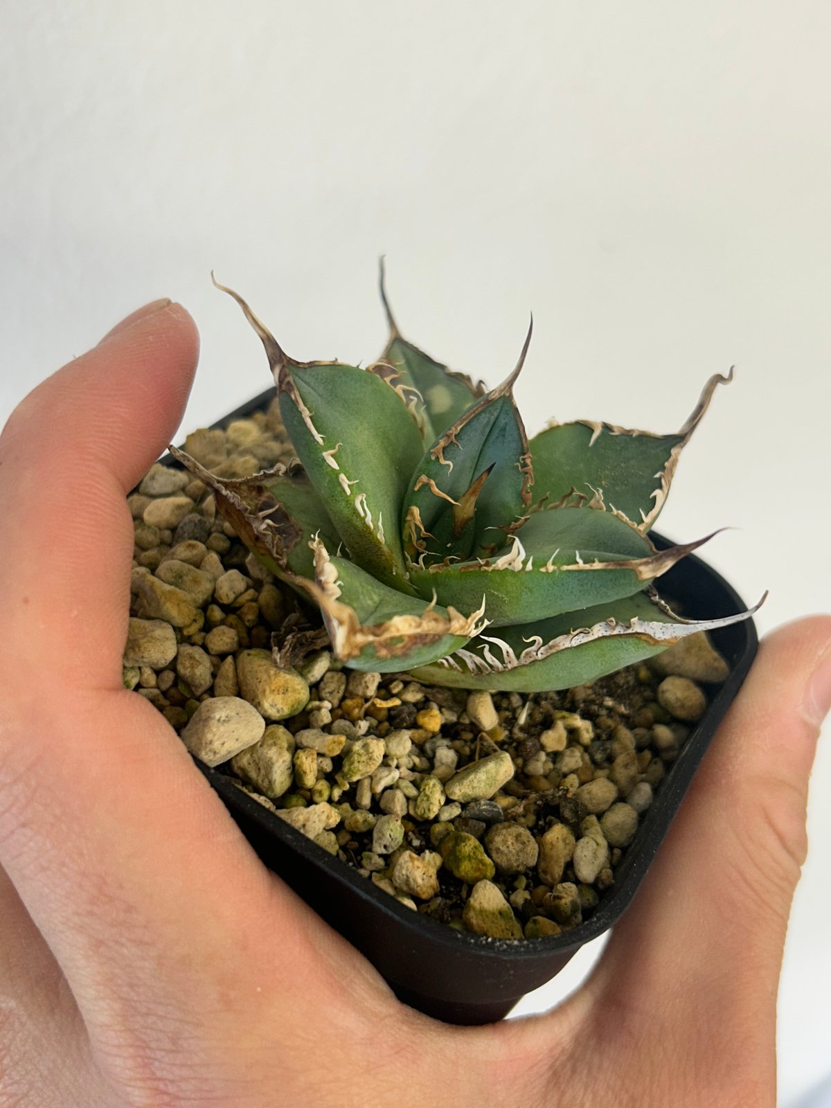 アガベ ベルナエ agavenickelsiae