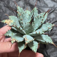 アガベ heart plants numbers 002 HP002 | アガベ専門店 Hea