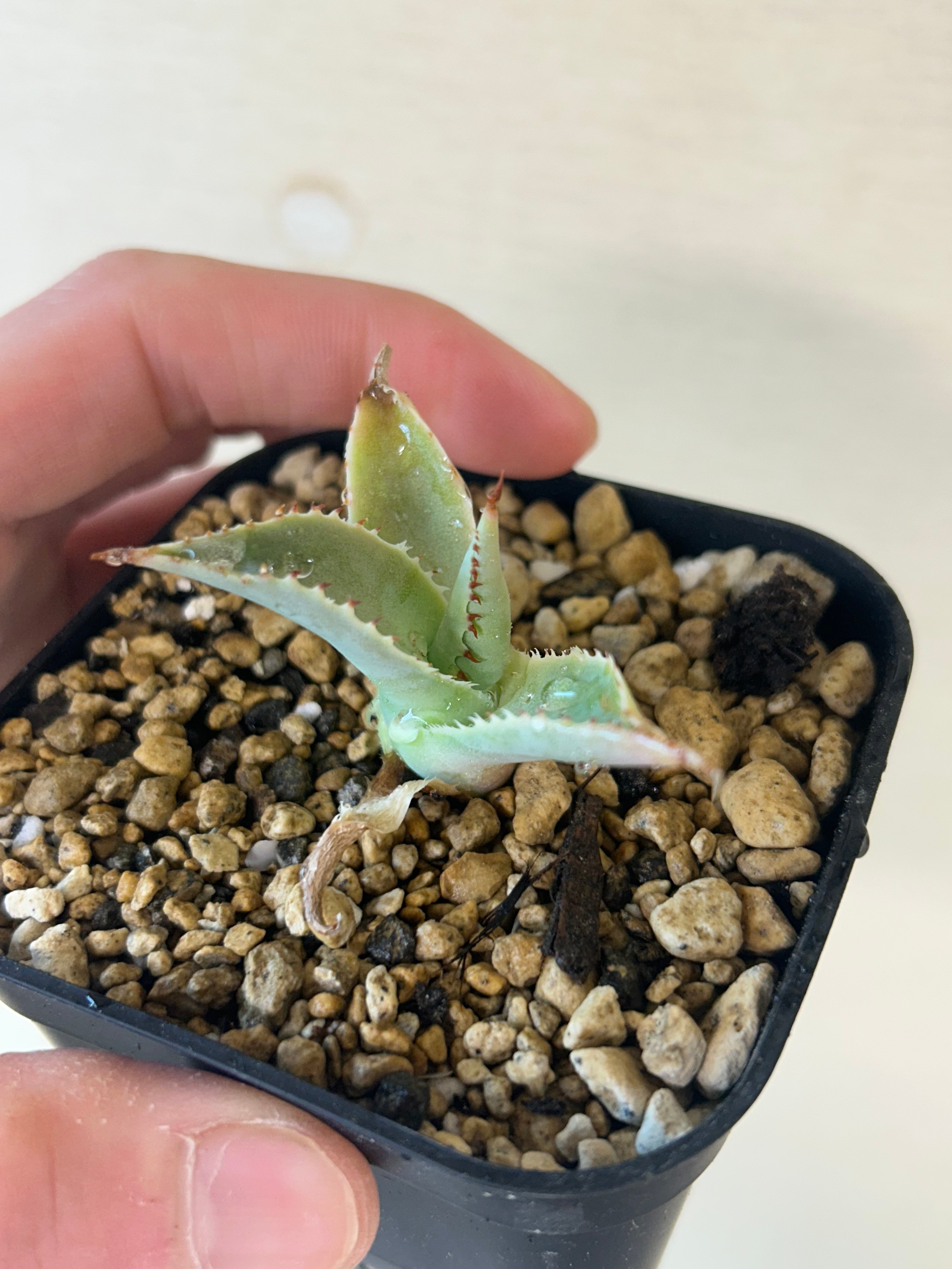 アガベ イシスメンシスハイブリッド 青葉 | アガベ専門店 Heart plants.
