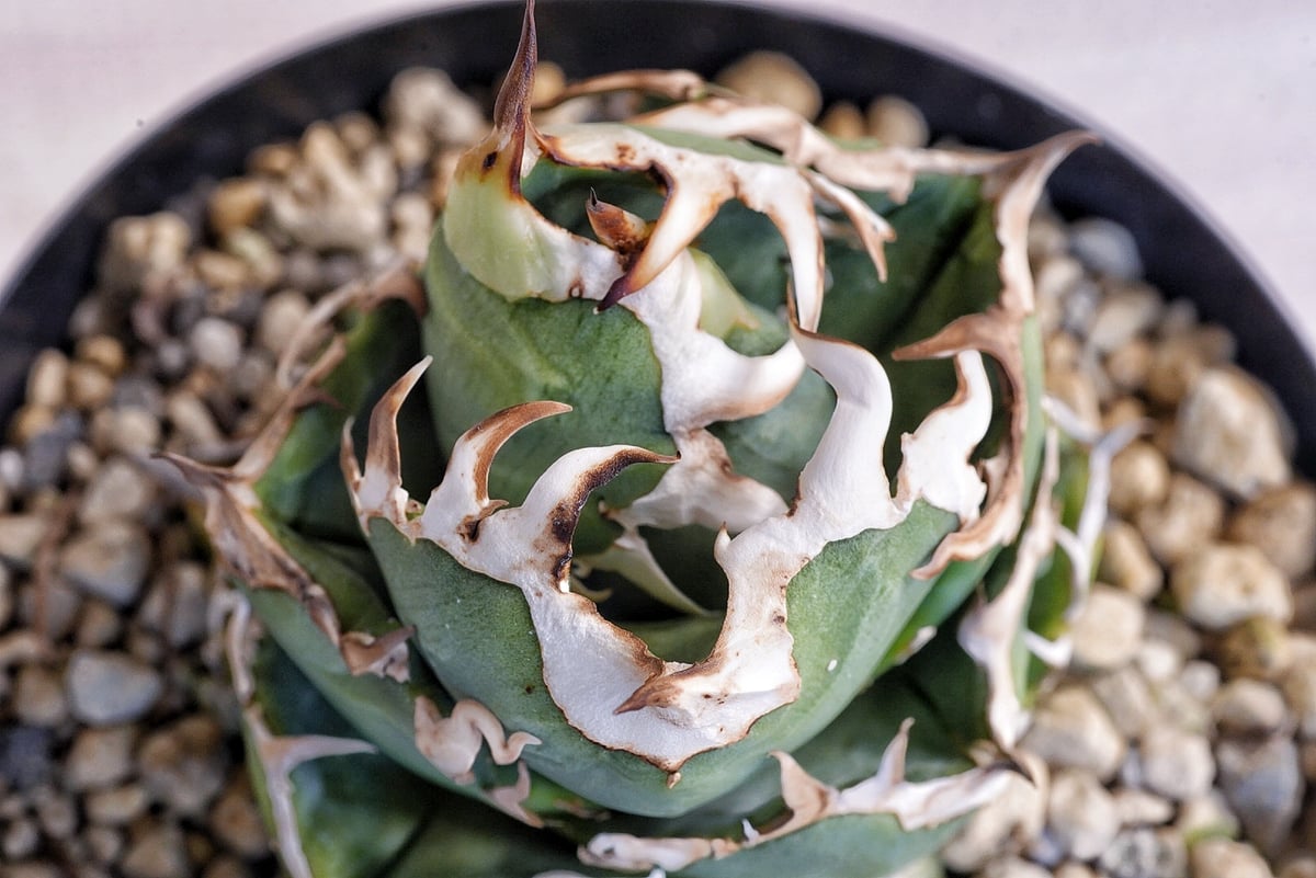 【専用】agave X仔株 順調に成長中のagave X。 輸入当時と比較し、葉数も増え、トップ