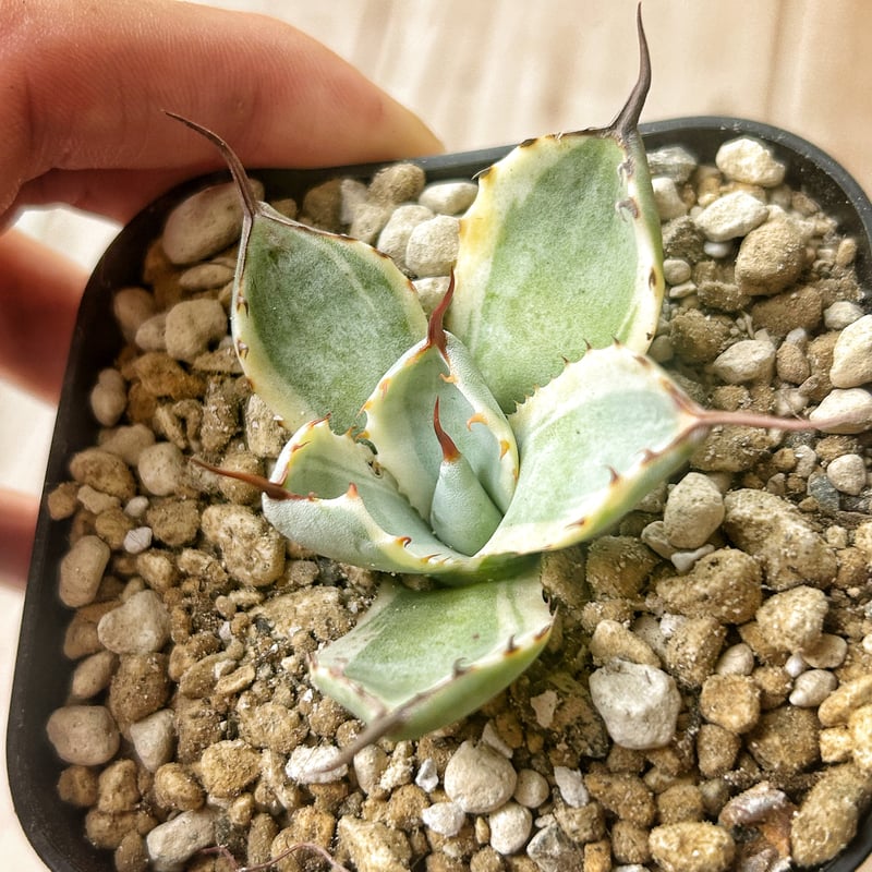 アガベ オリザバ OC株 アガベ オリザバ OC株 Yahoo!オークション -「アガベパリー