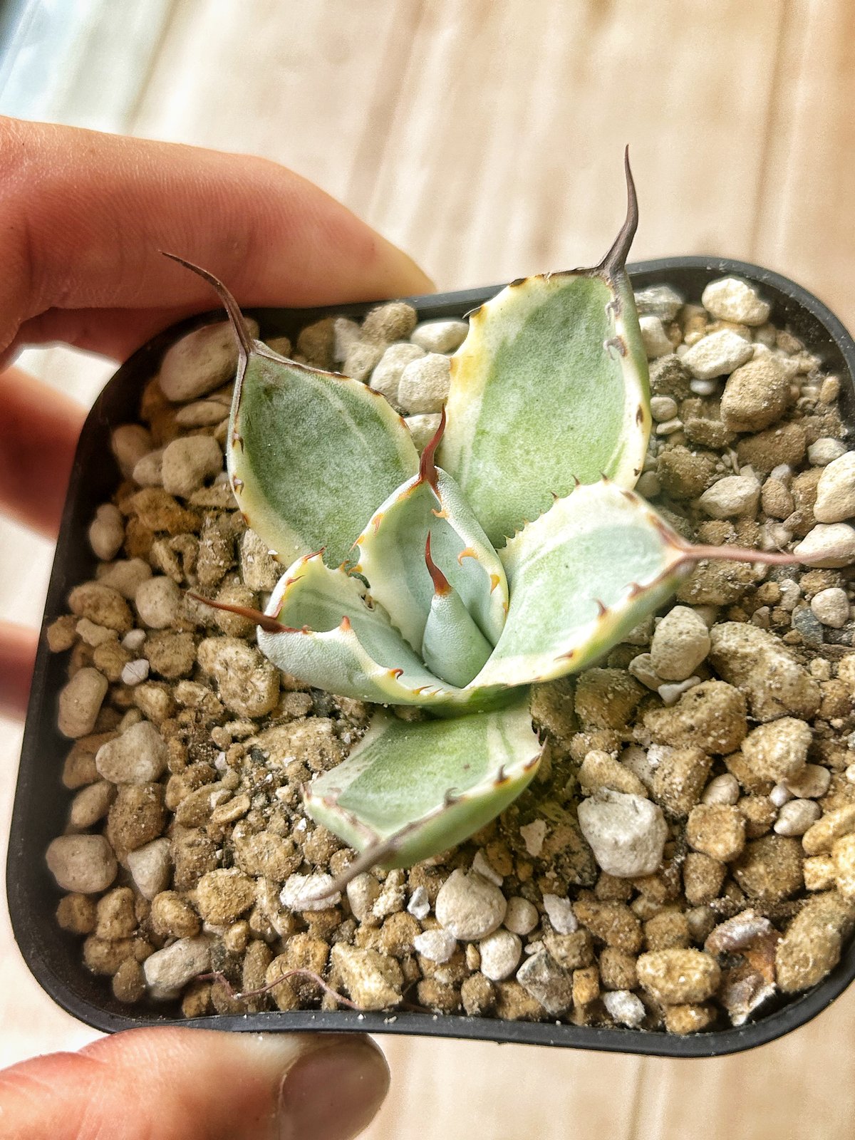 親株出品 アガベ パリー 65cm！お庭で存在感抜群！ 親株出品 アガベ パリー 65cm！お庭で存在感抜群！ - メルカリ