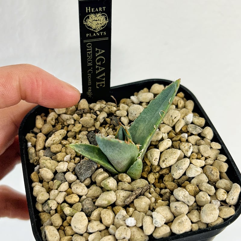 アガベ クラウンイーグル 冠鷲 発根済み | Heartplants アガベ クラウンイーグル 冠鷲 発根済み | Heartplants
