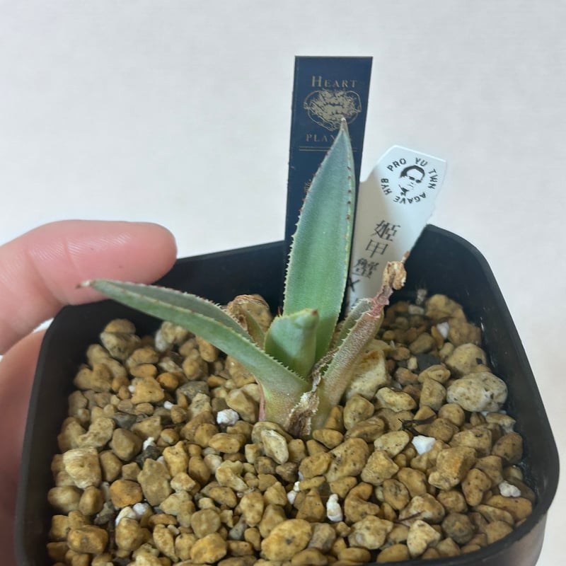 アガベ 姫甲蟹×屈血 赤連棘 白肌 子株 | アガベ専門店 Heart plants.