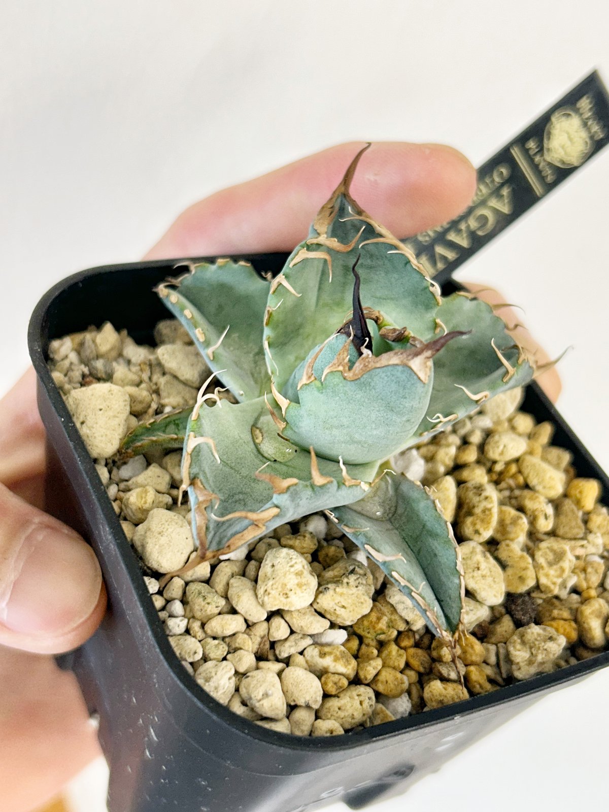 アガベ MS_BO 毒棘産 青白強棘 チタノタブルー選抜 | アガベ専門店