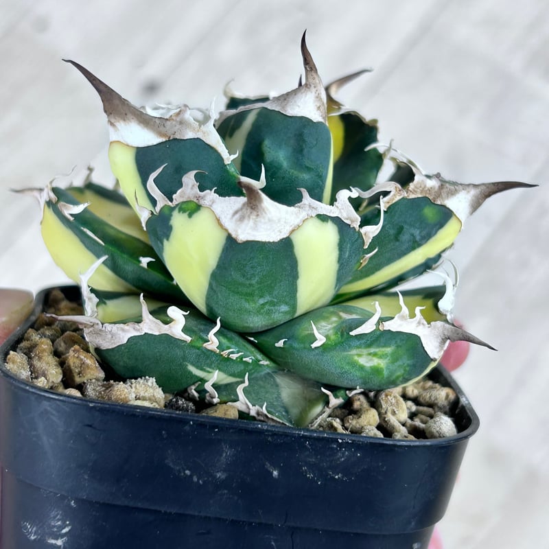 アガベ SAD 白中斑入り 美形株 | アガベ専門店 Heart plants.