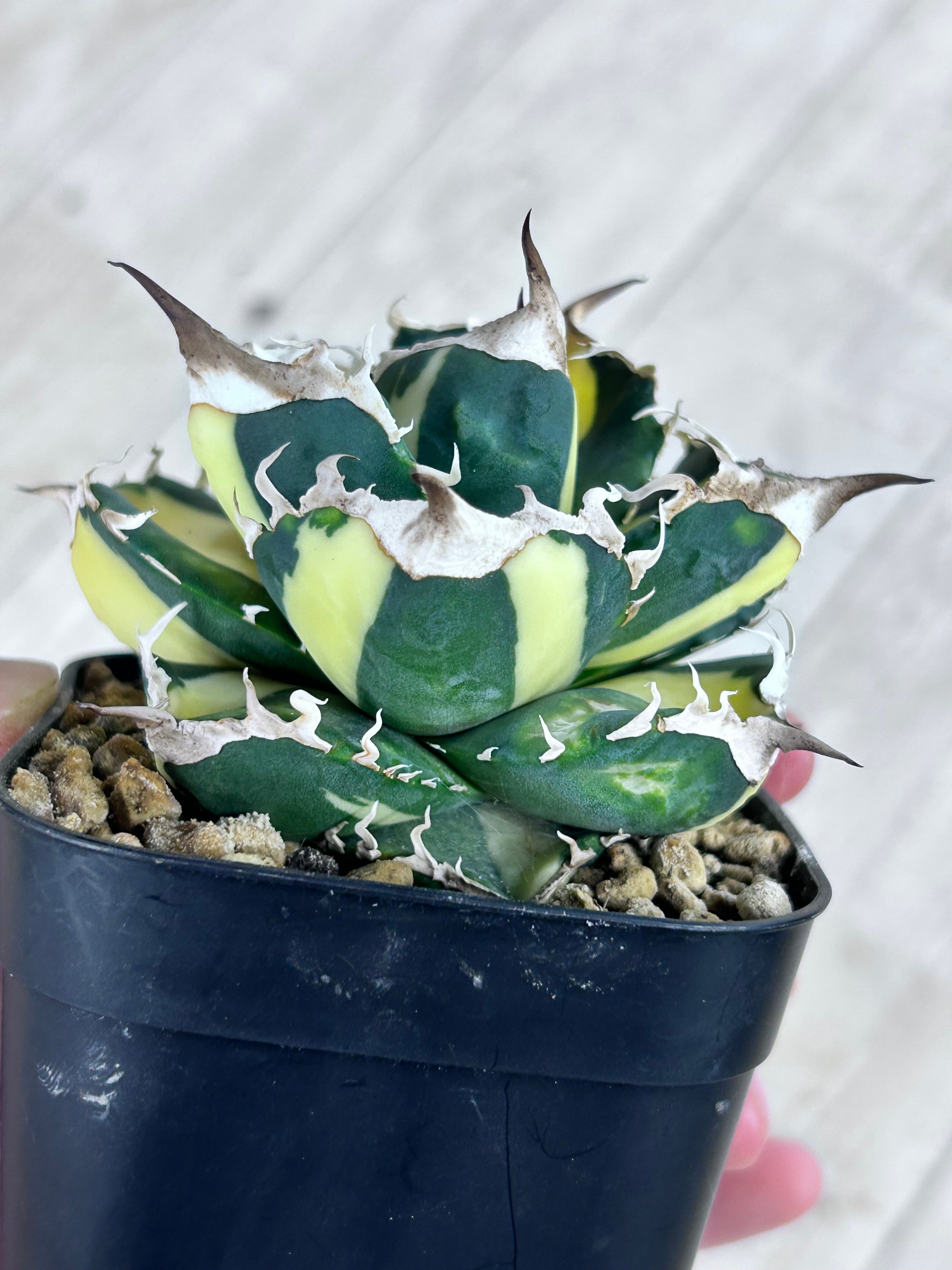 アガベ SAD 白中斑入り 美形株 | アガベ専門店 Heart plants.