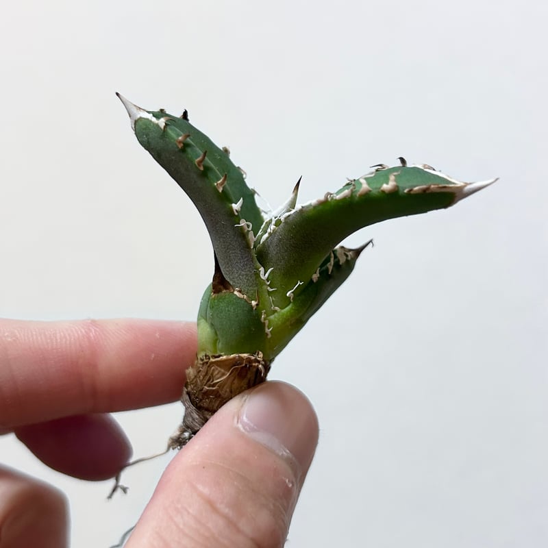 アガベ 穿山甲 センザンコウ 裏棘 トップ極太 コレクション株 | アガベ