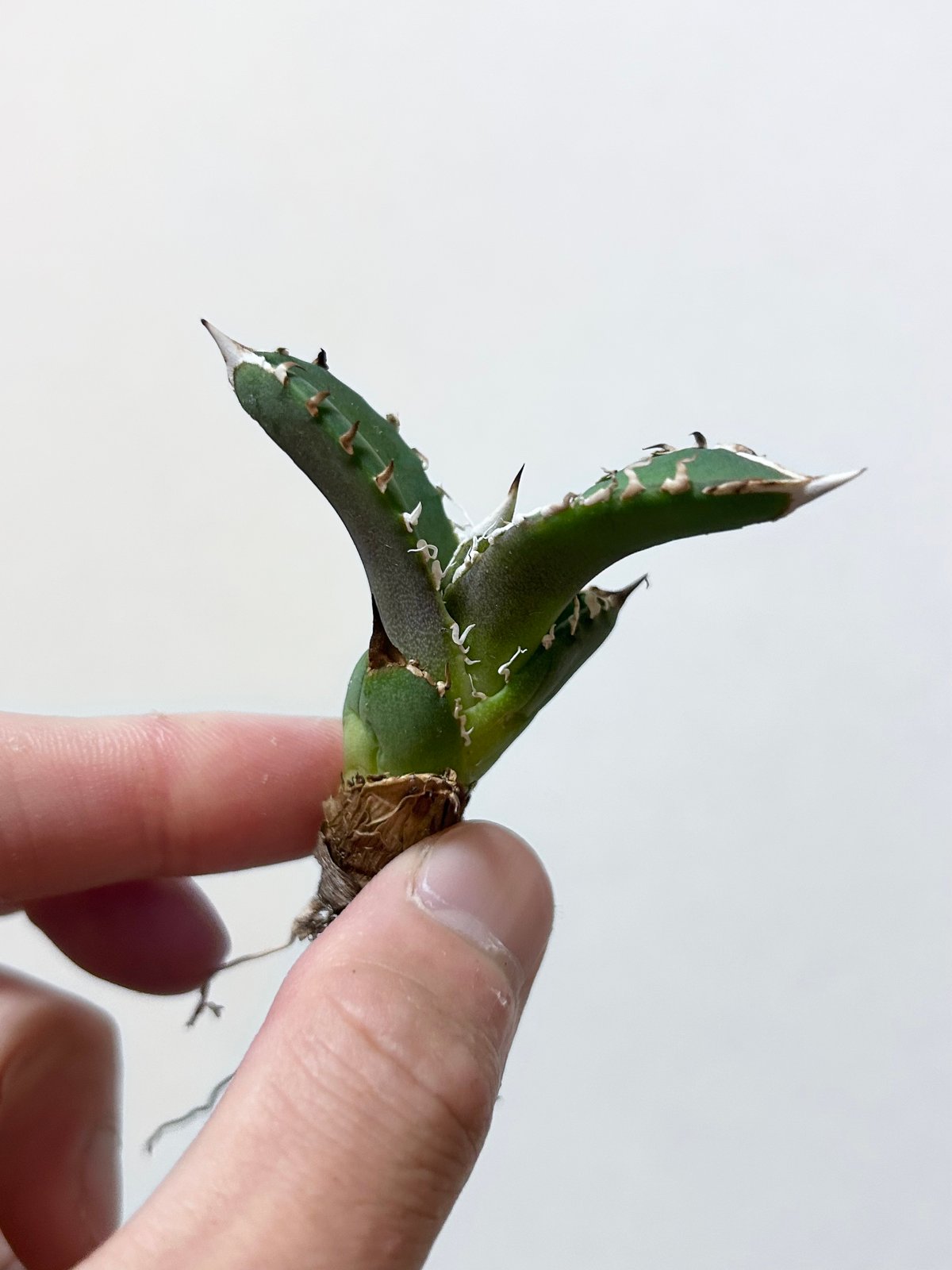 アガベ 穿山甲 センザンコウ 裏棘 トップ極太 コレクション株 | アガベ