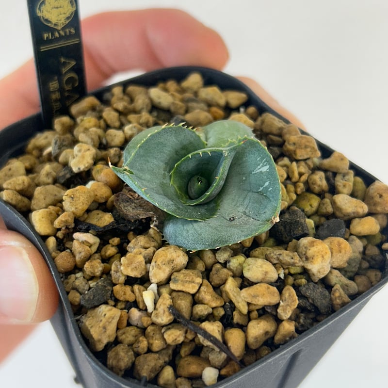 hao chen　希少）アガベ・グアダラハラナドワーフ②　美株 2025年最新】グアダラハラナ ドワーフの人気アイテム - メルカリ