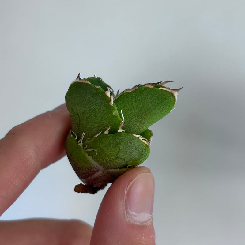 アガベ Cg01 追星 ムチムチ子株 | アガベ専門店 Heart plants.