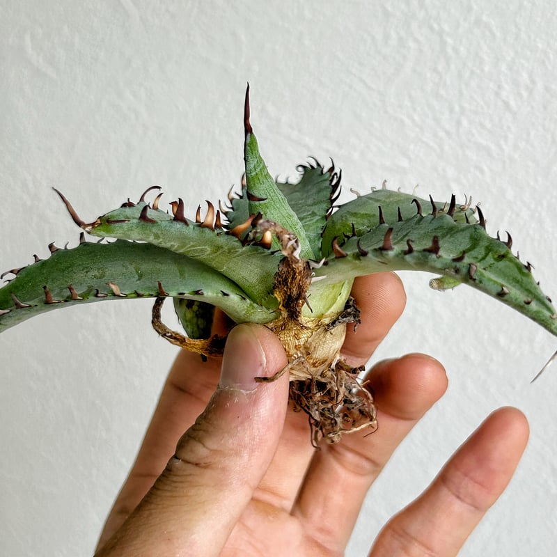 アガべ キシロナカンサ×兜蟹 ハイブリッド | Heartplants