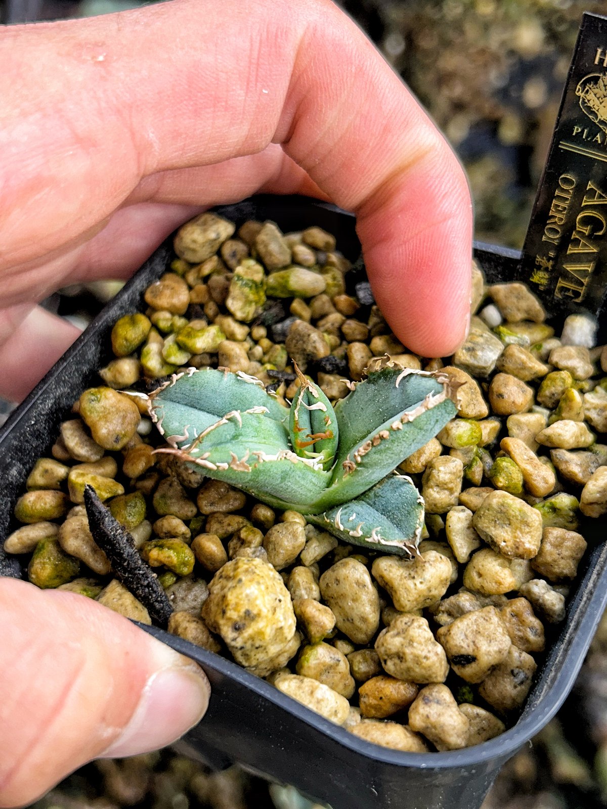 アガベHP030 青葉ブツブツ 蒼鱗 子株 要問い合わせ | Heartplants