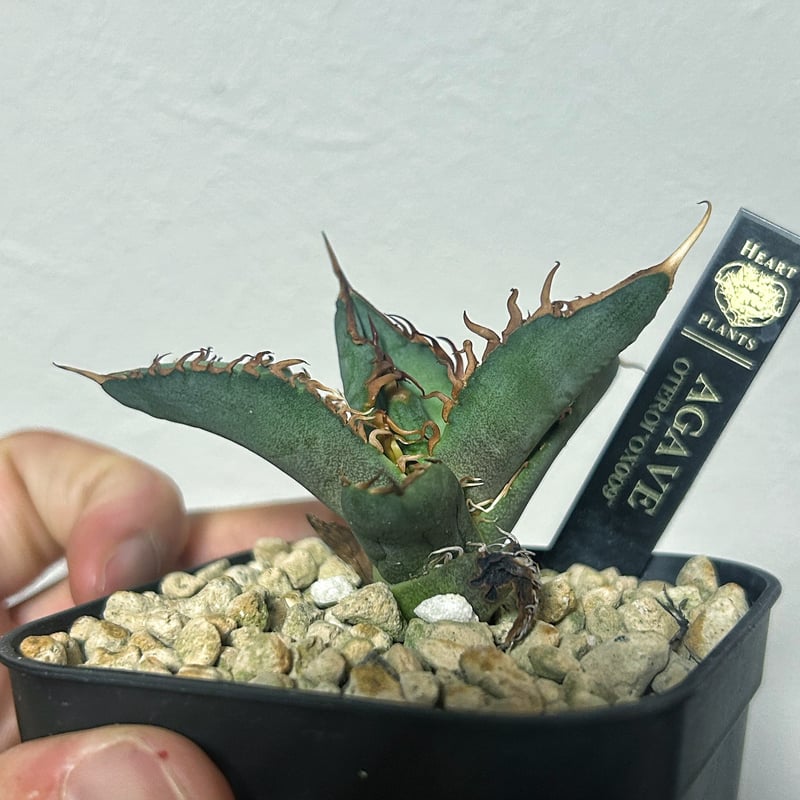 アガベ オテロイ OX009 当店コレクション株 子株 | Heartplants