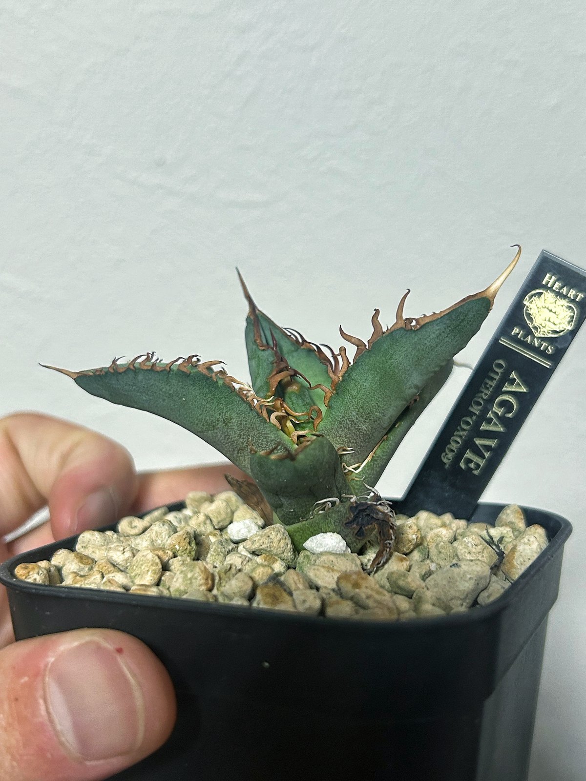 アガベ オテロイ OX009 当店コレクション株 子株 | アガベ専門店 Heart