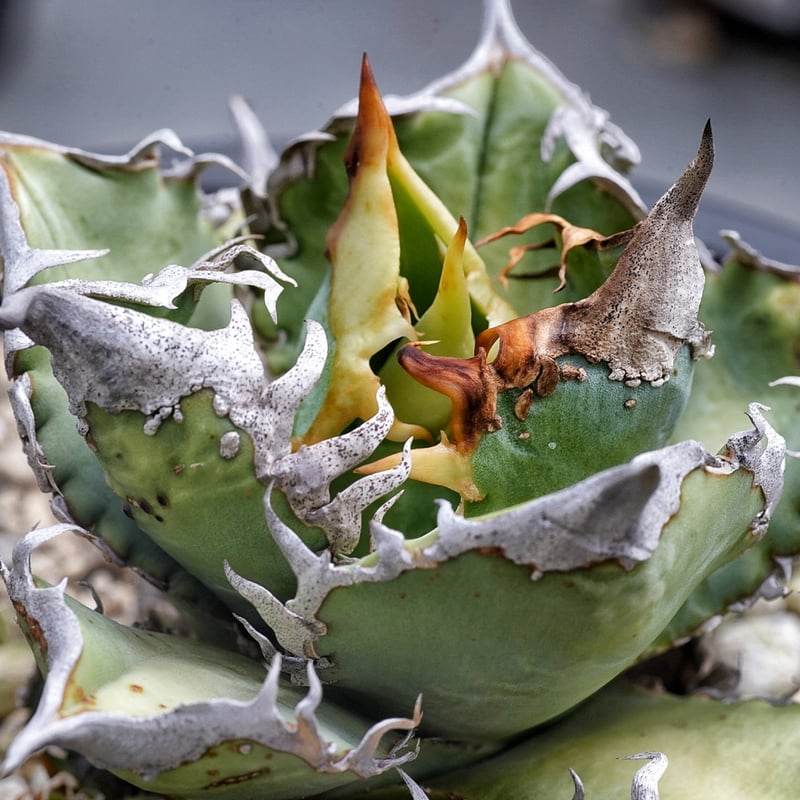 アガベ Ryu Yahoo!オークション - 【ever plants】Agave hybrid 曲刺八雷