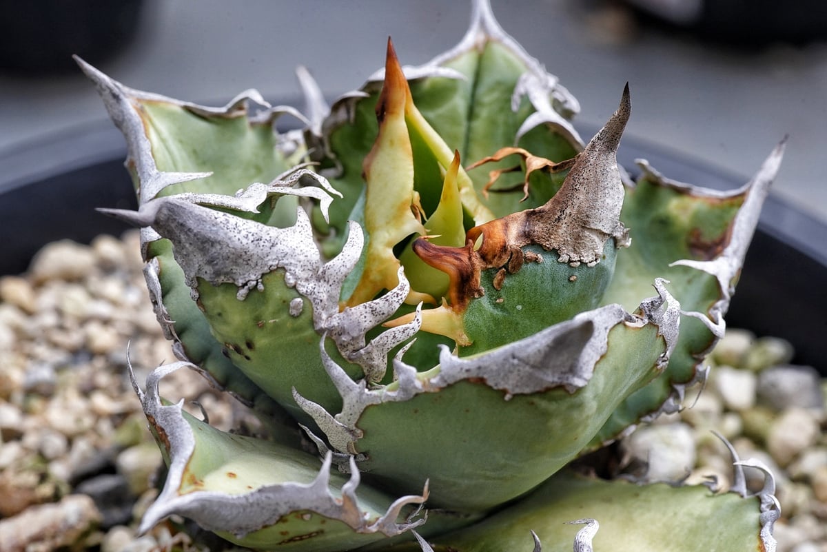 アガベ　オテロイ　穿山甲　中株　センザンコウ アガベ 穿山甲 センザンコウ 裏棘 トップ極太 コレクション株 | アガベ