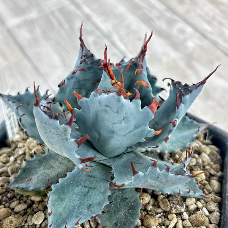 アガベ 特白肌×屈原 A68 huplantsタグ付き | アガベ専門店 Heart plants.