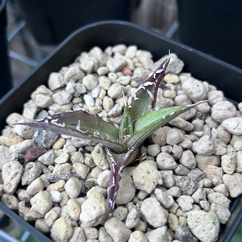 アガベ 超ブツブツ裏棘 特選キシロナカンサ | アガベ専門店 Heart plants.