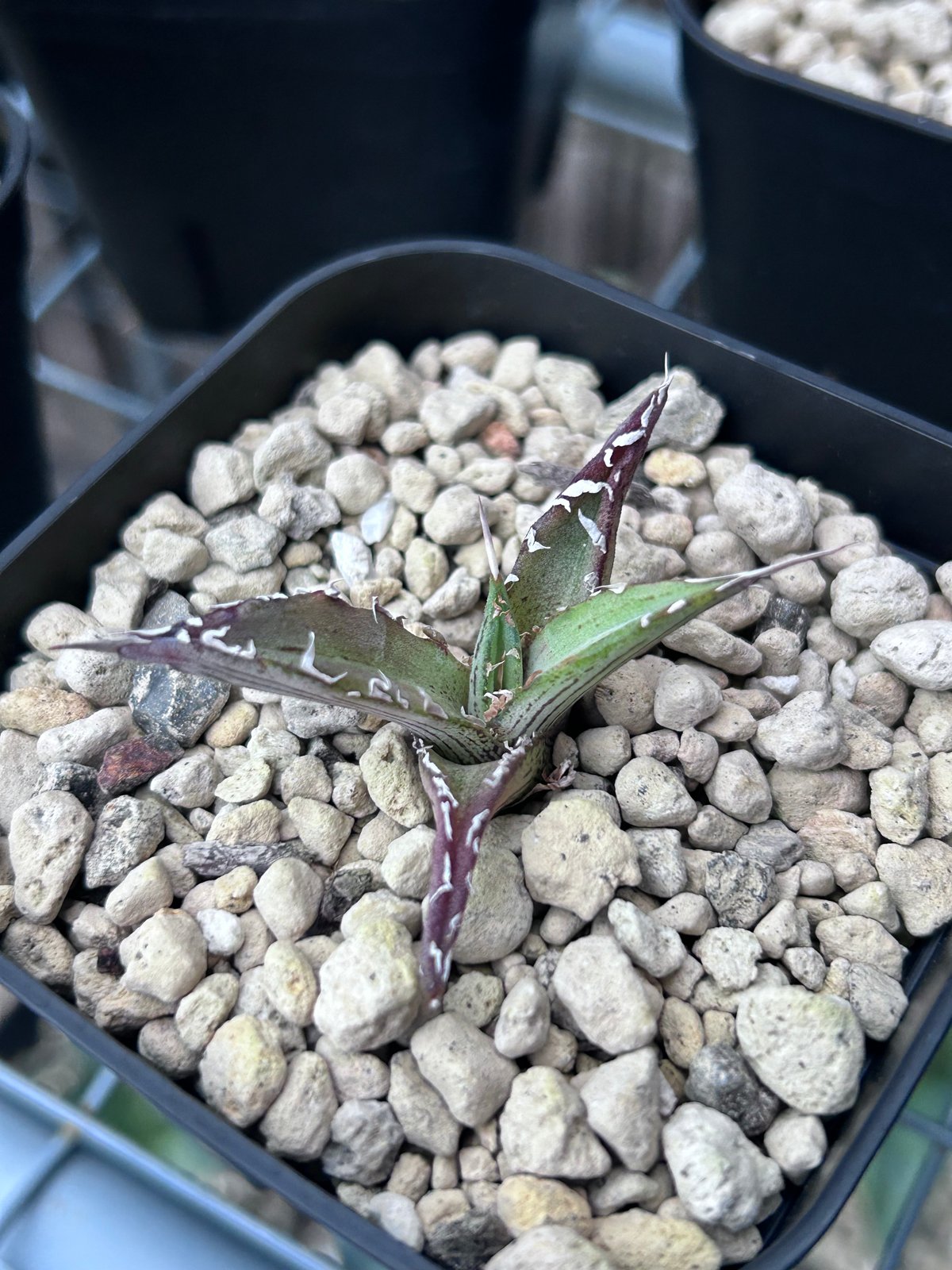 アガベ 超ブツブツ裏棘 特選キシロナカンサ | アガベ専門店 Heart plants.