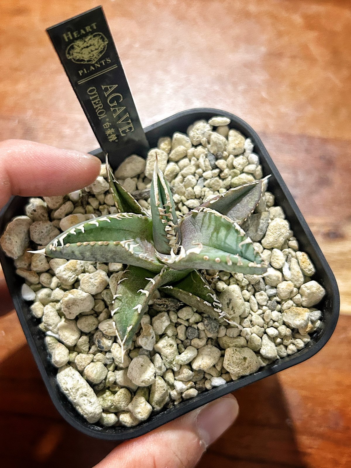 アガベ 白豪棘 龍球会OC子株 発根済み オテロイ | Heartplants