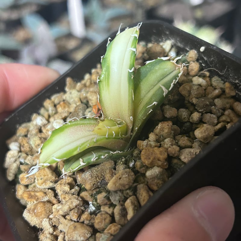 アガベ 氷海inspire 安曇野白鯨斑入 Heartplants育成株 親株超え極